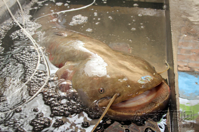 公安县一居民江中钓上大鱼 长约1.4米重67斤(