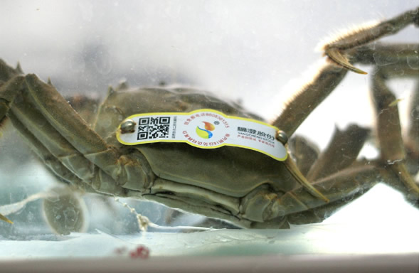 农博网:蟹市鏖战 荆州螃蟹为何不值钱-荆州|螃蟹