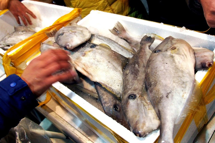 上海8000斤钓鱼岛鲜鱼遭抢购-钓鱼岛|会展中