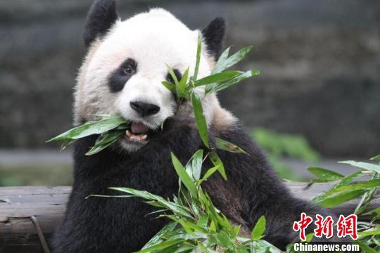 联邦快递本月将运送两只中国大熊猫前往加拿大