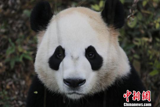 联邦快递本月将运送两只中国大熊猫前往加拿大