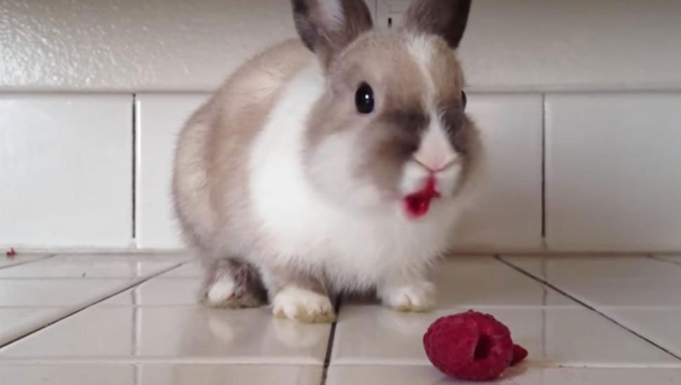 小兔子吃树莓视频蹿红网络 展示"烈焰红唇"(高清组图)