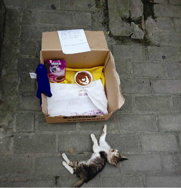 荆州街头惊现求包养广告 原是为小猫寻找主人
