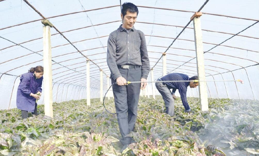 荆州李埠镇蔬菜产业形成品牌 莴笋卖到广州、