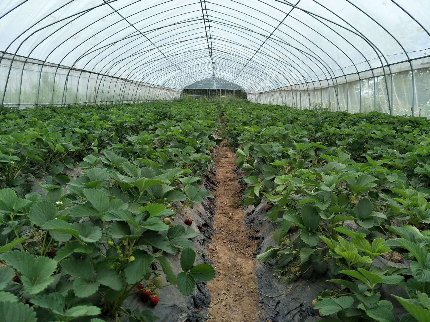 记者探访窝棚创业者马伟 讲述农大高材生种草莓故事