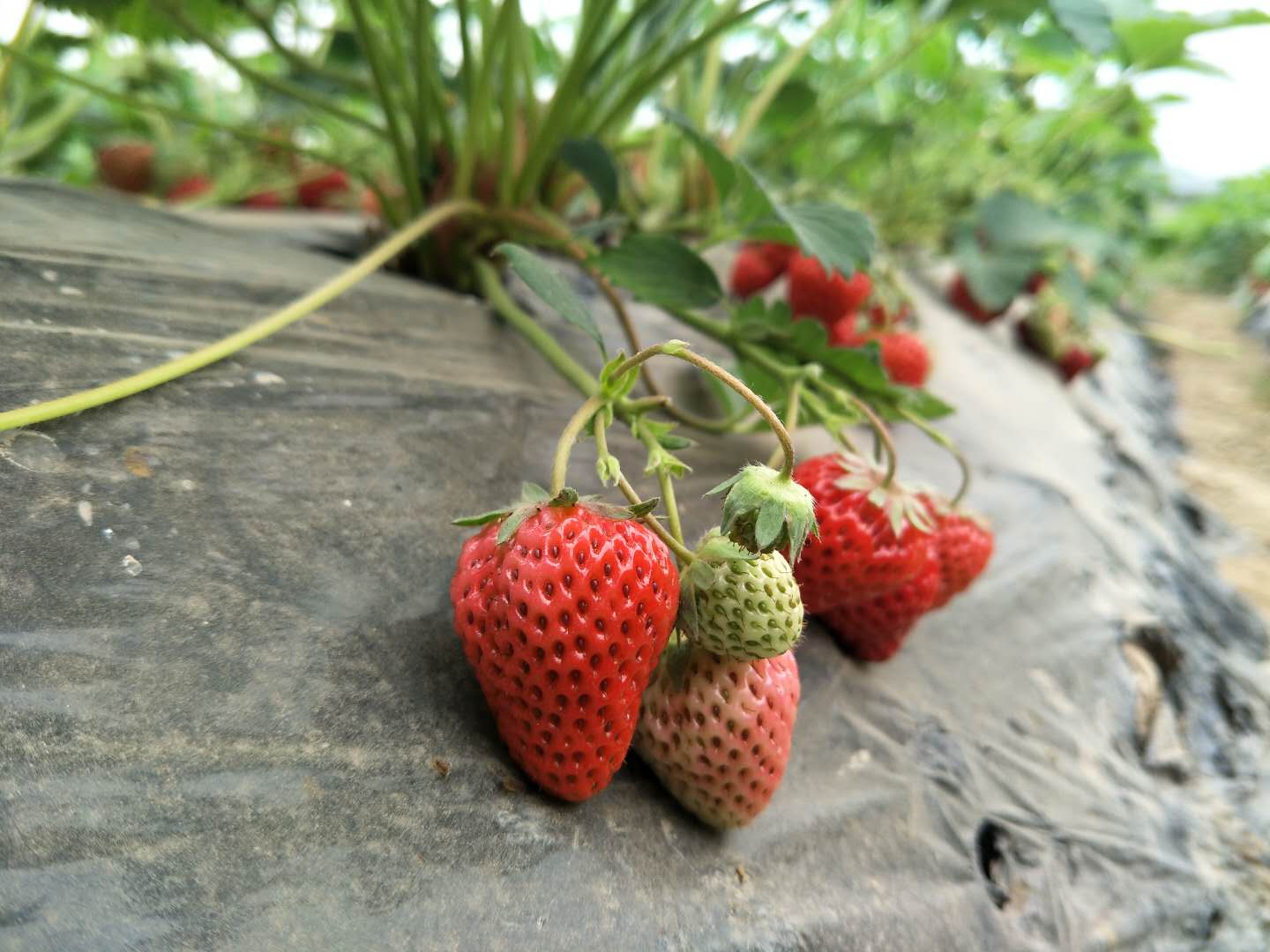 温州90后小伙在“空中”种草莓 实现“莓”好生活-浙江新闻-浙江在线